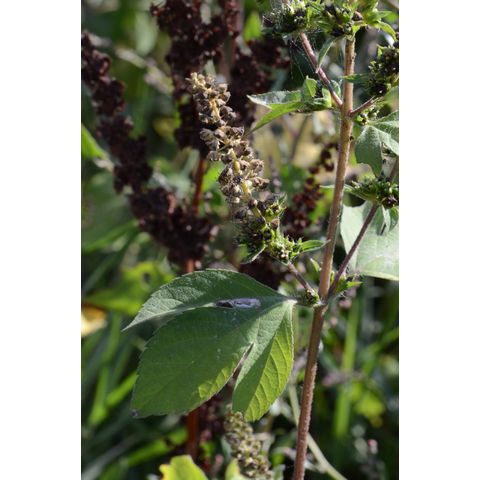 Cyclachaena xanthifolia