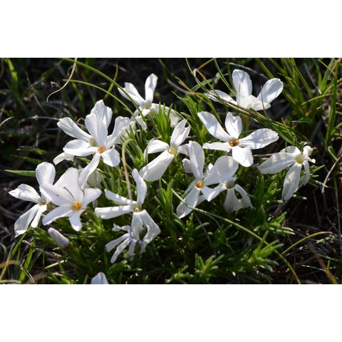 Phlox hoodii