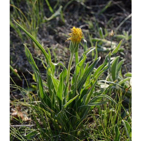 Nothocalais cuspidata