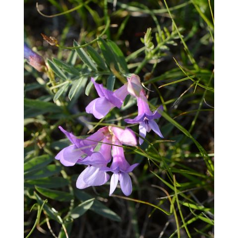 Vicia americana