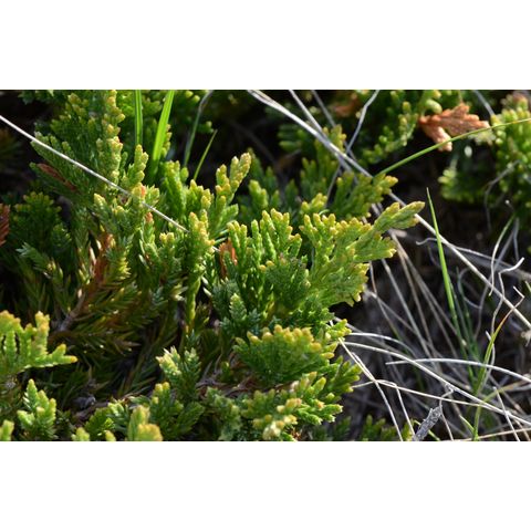 Juniperus horizontalis