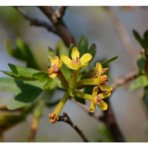 Ribes aureum