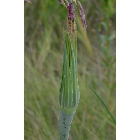 Tragopogon dubius