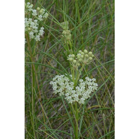 Asclepias verticillata