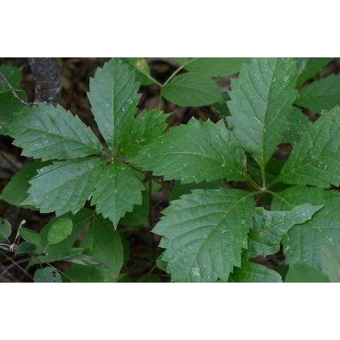 Parthenocissus vitacea