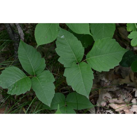 Toxicodendron radicans