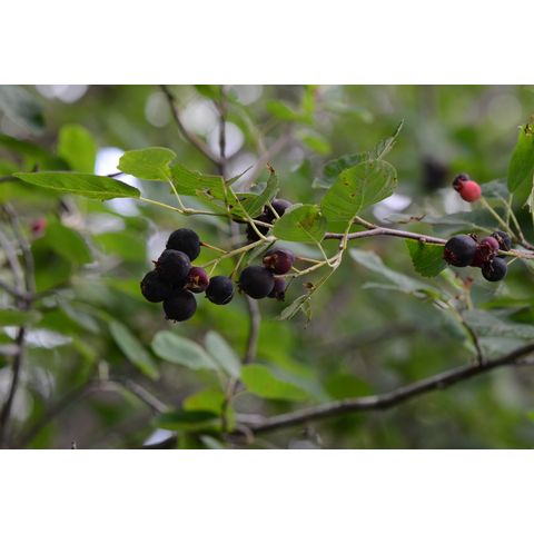 Amelanchier humilis