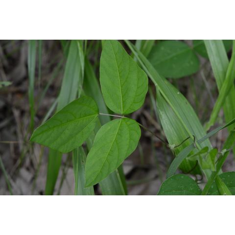 Amphicarpaea bracteata