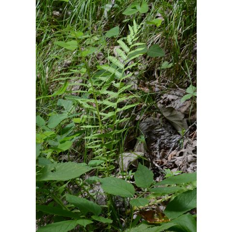 Matteuccia struthiopteris