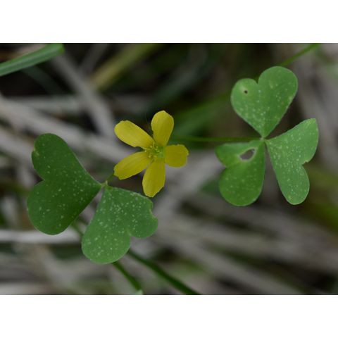 Oxalis stricta