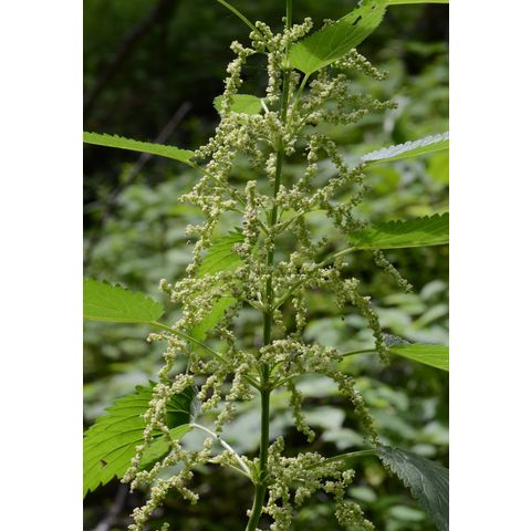 Urtica dioica