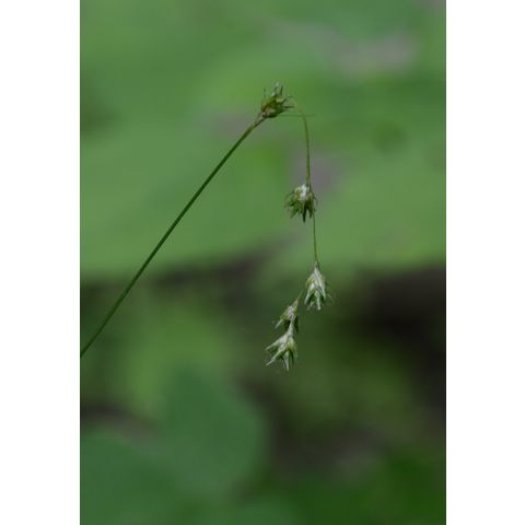 Carex tribuloides