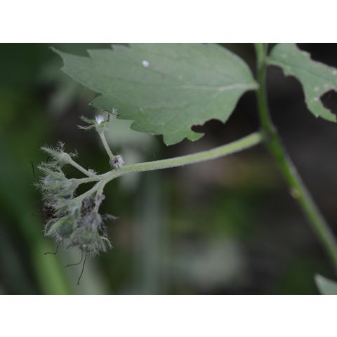 Hydrophyllum virginianum