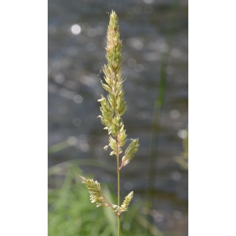 Calamagrostis stricta