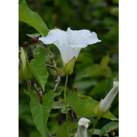 Calystegia sepium