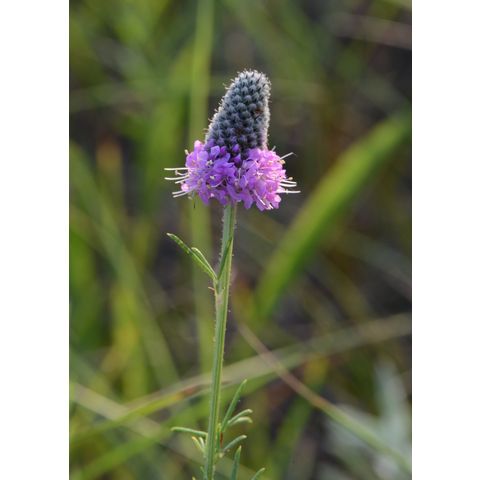 Dalea purpurea