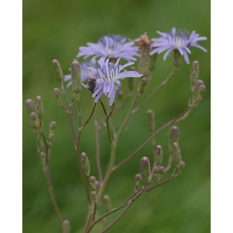 Lactuca tatarica