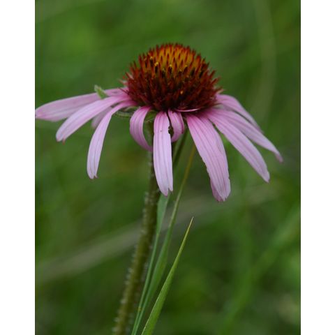 Echinacea angustifolia