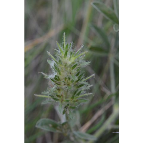 Pediomelum esculentum