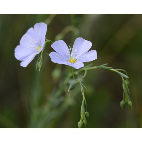 Linum perenne