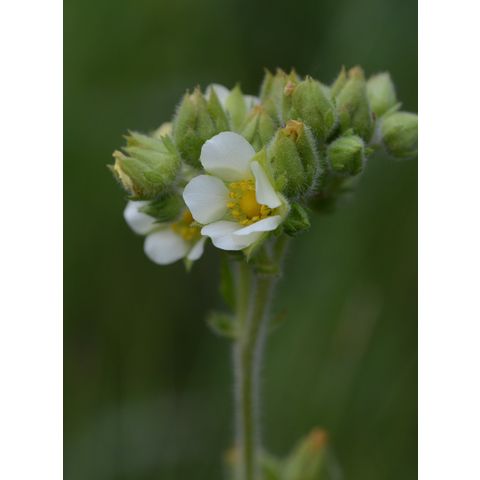 Potentilla arguta