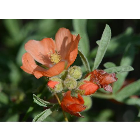 Sphaeralcea coccinea