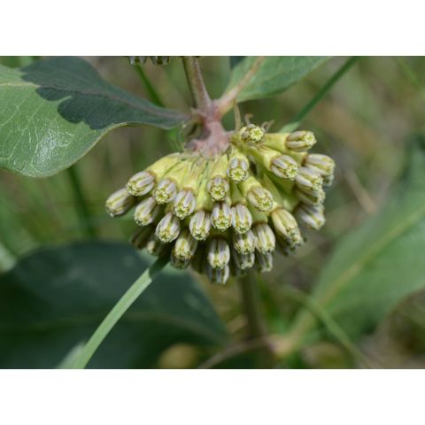 Asclepias viridiflora
