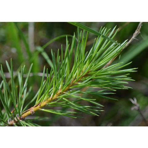 Pinus contorta