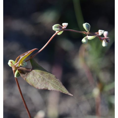 Polygonum convolvulus