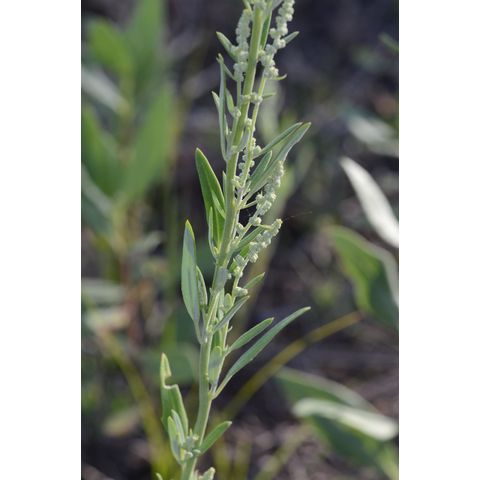 Chenopodium album