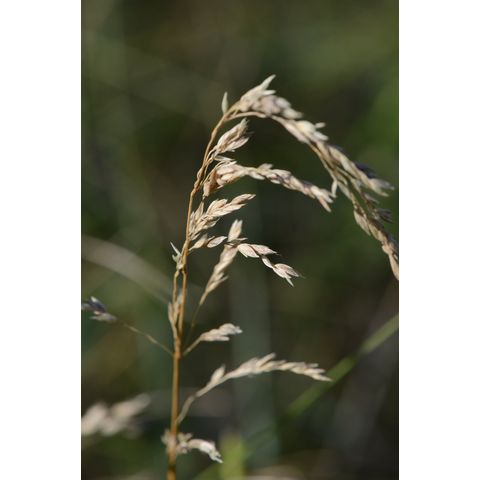 Poa pratensis
