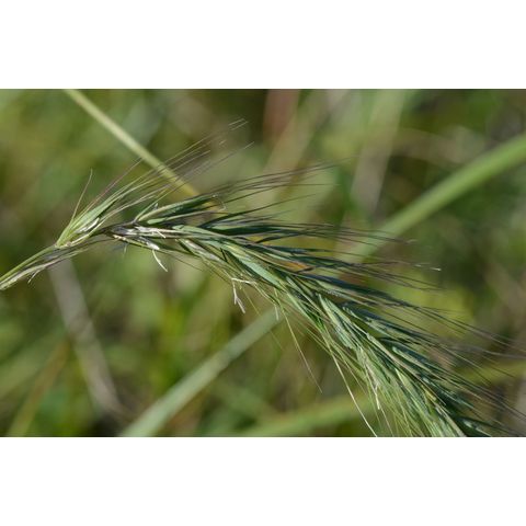 Elymus repens