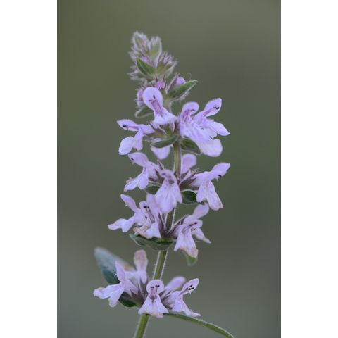 Stachys palustris