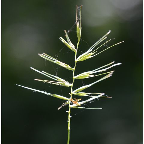 Elymus hystrix