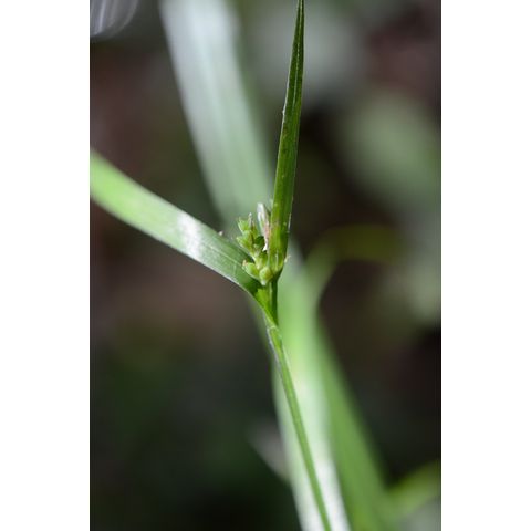 Carex laxiflora