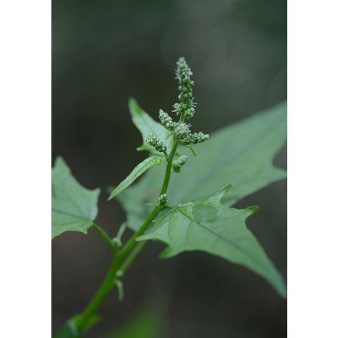 Chenopodium simplex