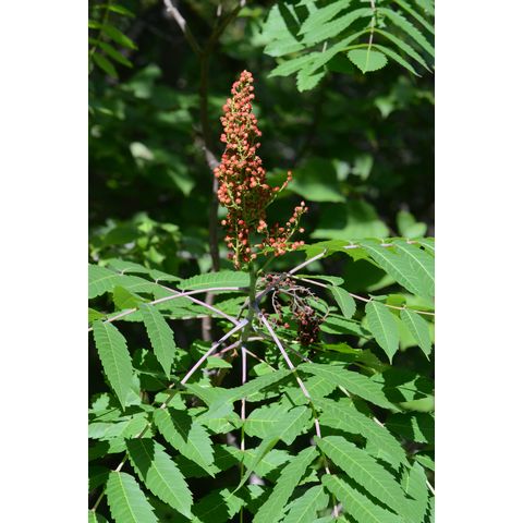 Rhus glabra