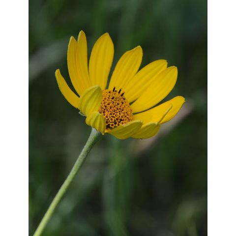 Helianthus strumosus