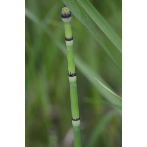Equisetum hyemale