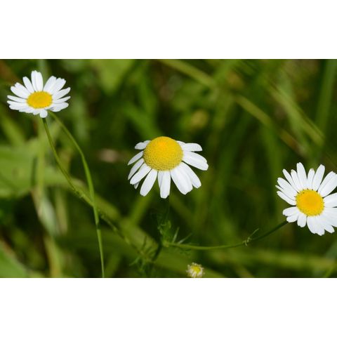 Tripleurospermum perforatum