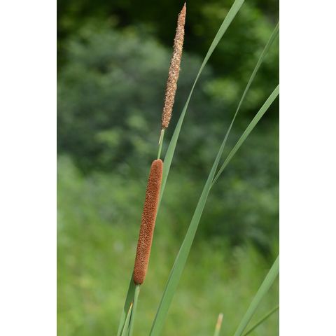 Typha angustifolia
