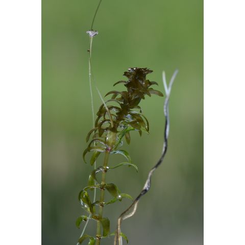 Elodea canadensis