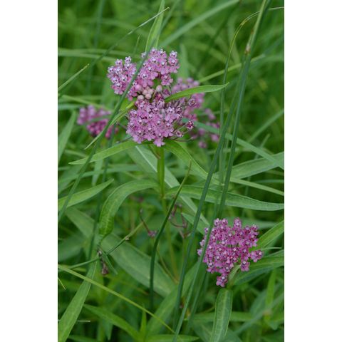 Asclepias incarnata