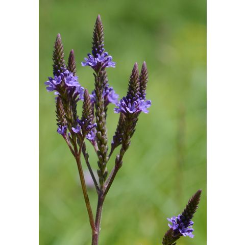 Verbena hastata