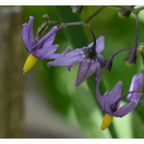 Solanum dulcamara
