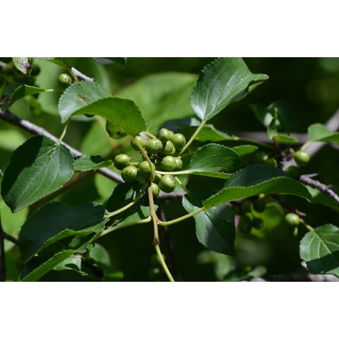 Rhamnus cathartica