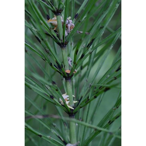 Equisetum arvense