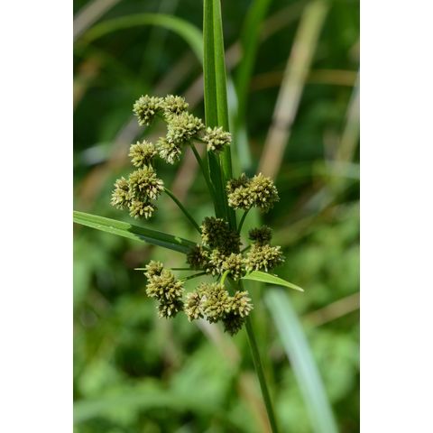 Scirpus atrovirens
