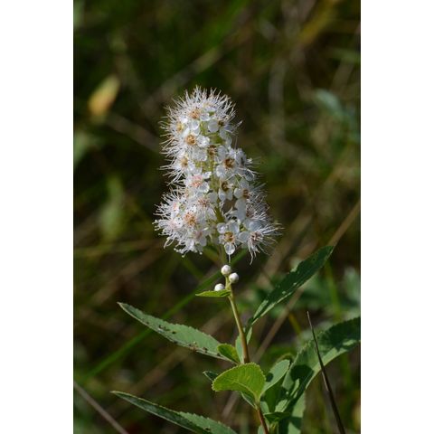 Spiraea alba