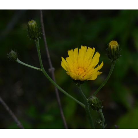 Hieracium umbellatum